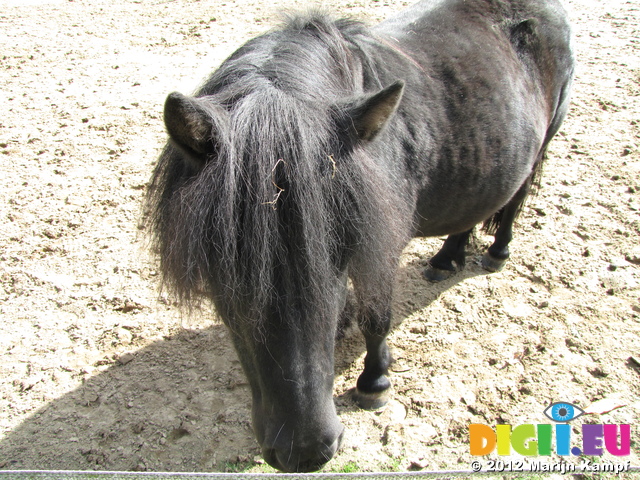 SX24200 Shetland pony